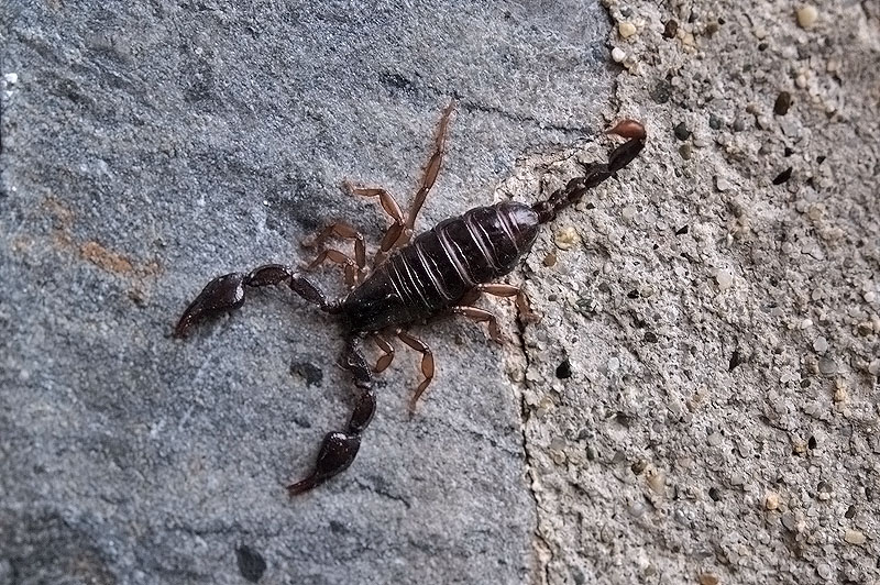 Euscorpius sp. da Bivio Carmine (PV)